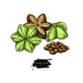 Sacha inchi vector drawing. Hand drawn peanuts and pile of seeds. Botanical illustration. Herbal style sketch