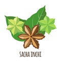 Sacha Inchi vector icon in flat style isolated on white background