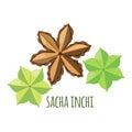 Sacha Inchi vector icon in flat style isolated on white background