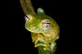 Sachatamia albomaculata glassfrog rainforest jungle