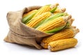 Sack Bag Filled with Fresh Corn Cobs, Isolated on White Royalty Free Stock Photo