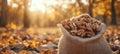 Sack Filled With Walnuts On A Blurred Autumn Forest Background. Autumn Harvesting Concept Royalty Free Stock Photo