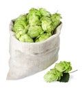 Sack with fresh green hops on white background Royalty Free Stock Photo