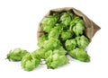 Sack with fresh green hops on white background Royalty Free Stock Photo