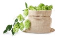 Sack with fresh green hops on white background Royalty Free Stock Photo