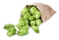 Sack with fresh green hops on white background Royalty Free Stock Photo