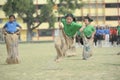 Sack hurdle race - school children competing- about to fall