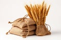 Sack of wheat and ears of wheat on a white background. Quality products, healthy eating