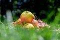 Sackcloth bag with farmer apples outdoors Royalty Free Stock Photo