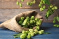 Sackcloth bag with fresh green hops on wooden table Royalty Free Stock Photo