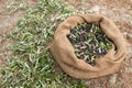 Sackcloth bag full on fresh olives. Olives harvesting in