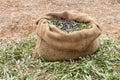 Sackcloth bag full on fresh olives. Olives harvesting in