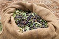 Sackcloth bag full on fresh olives. Olives harvesting in