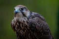 Sacker Falcon In Its Natural Environment Royalty Free Stock Photo