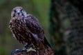 Sacker Falcon In Its Natural Environment Royalty Free Stock Photo