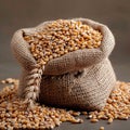 Sackful of bounty Wheat in a small sack, close up view Royalty Free Stock Photo