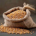 Sackful of bounty Wheat in a small sack, close up view Royalty Free Stock Photo