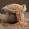 Sackful of bounty Wheat in a small sack, close up view Royalty Free Stock Photo