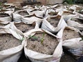 Sacks filled with husks for planting media