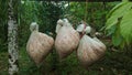 Sacks of jute with fresh cocoa beans inside hanging on a stick Royalty Free Stock Photo