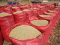 Sacks of rice during harvest