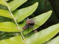 Sacophaga Carnaria Fly