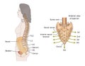 Sacral nerves