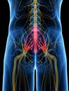 The Sacral Plexus