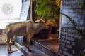 Sacred animal cow walks into a vegetarian food restaurant in Goa, India