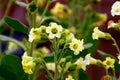 Sacred aztec tobacco flowers Royalty Free Stock Photo