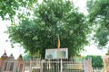 The sacred banyan tree at Jyotisar, Kurukshetra Royalty Free Stock Photo