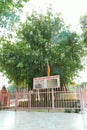 The sacred banyan tree at Jyotisar, Kurukshetra Royalty Free Stock Photo