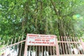 The sacred banyan tree at Jyotisar, Kurukshetra Royalty Free Stock Photo