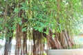 The sacred banyan tree at Jyotisar, Kurukshetra Royalty Free Stock Photo