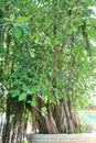 The sacred banyan tree at Jyotisar, Kurukshetra Royalty Free Stock Photo