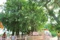 The sacred banyan tree at Jyotisar, Kurukshetra Royalty Free Stock Photo