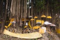 Sacred banyan tree Royalty Free Stock Photo