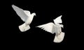 sacred bird in Islam, white dove in flight on a black background Royalty Free Stock Photo