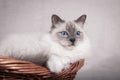 Sacred birman cat in the basket looking forward. Copy space Royalty Free Stock Photo