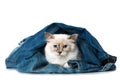 Sacred birma cat lying in blue jeans