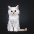 Sacred Birman cat kitten on black background Royalty Free Stock Photo