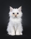 Sacred Birman cat kitten on black background Royalty Free Stock Photo