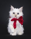 Sacred Birman cat kitten on black background Royalty Free Stock Photo