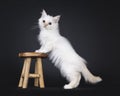 Sacred Birman cat kitten on black background Royalty Free Stock Photo