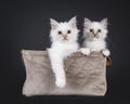 Sacred Birman cat kittens on black Royalty Free Stock Photo