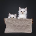 Sacred Birman cat kittens on black Royalty Free Stock Photo