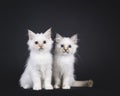 Sacred Birman cat kittens on black Royalty Free Stock Photo