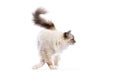 Sacred birman cat walking with raised tail on white background Royalty Free Stock Photo