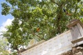 Sacred Bo Tree, Anuradhapura, Sri Lanka