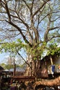 Sacred bodhi tree surrounded by raised platform with mini Ashoka pillars, Gangaramaya Temple, Colombo